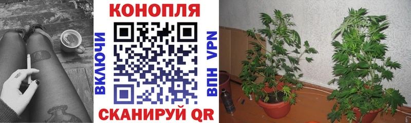 мориарти какой сайт  Заводоуковск  Канабис Bruce Banner 